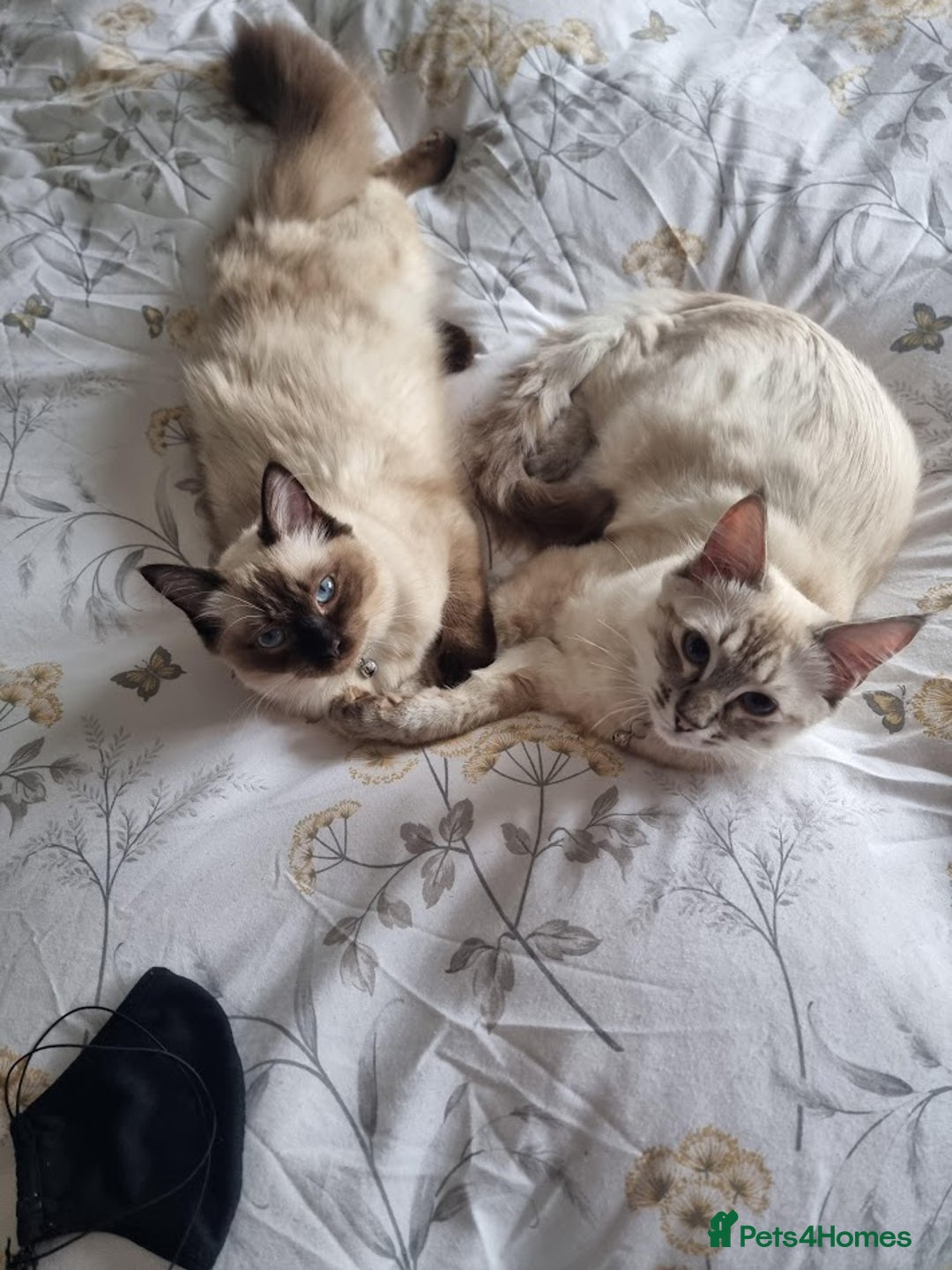 Ragdoll cats for sale: Lilo & Stitch - Rehoming Our Beloved Ragdoll Pair - Image 4