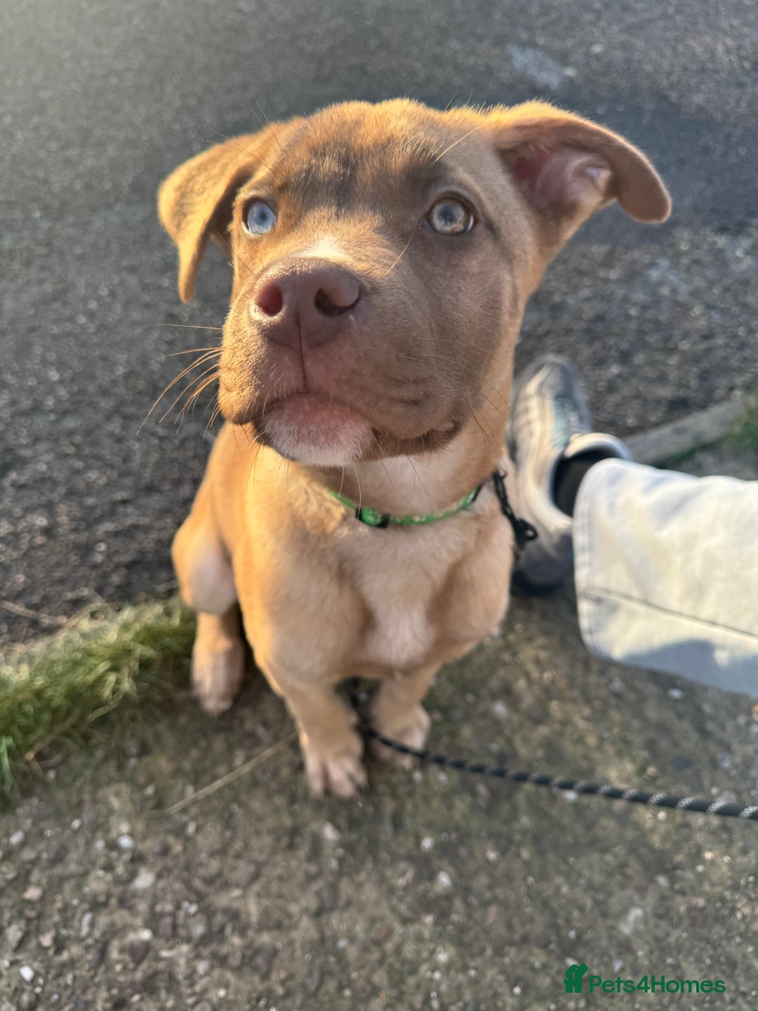 Mixed Breed dogs for sale: Male puppy for sale  - Advert 4