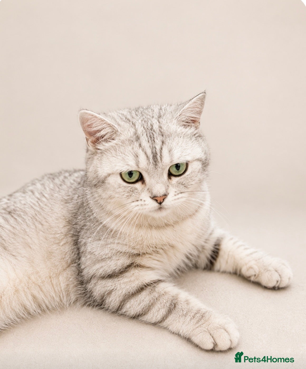 Scottish Fold cats Stunning Scottish Folds for sale - Advert 4