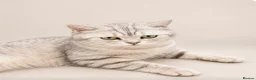 Scottish Fold cats for sale: Stunning Scottish Folds for sale in Sittingbourne - Advert 1