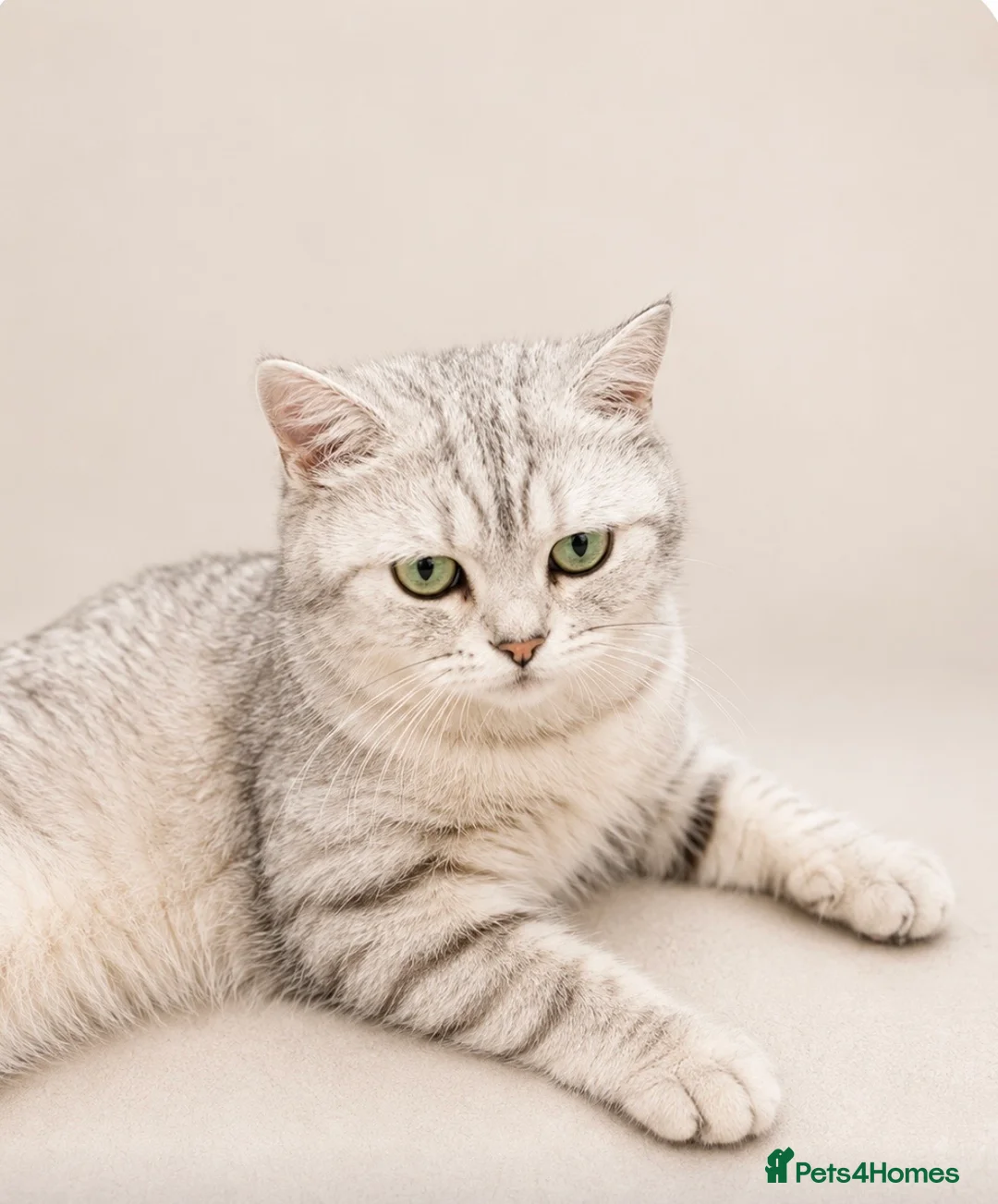 Scottish Fold cats for sale: Stunning Scottish Folds for sale in Sittingbourne - Advert 1