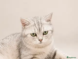 Scottish Fold cats Stunning Scottish Folds for sale - Advert 15