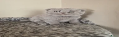 Scottish Fold Kitten 1 (Brown collar )