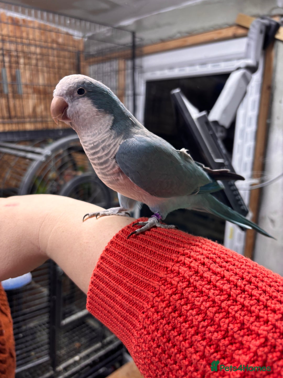 Parrots birds for sale: Pair of Quaker parrots  - Advert 4