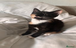 Mixed Breed cats for sale: Delightful mix-breed Siamese-black calico-kittens - Image 11