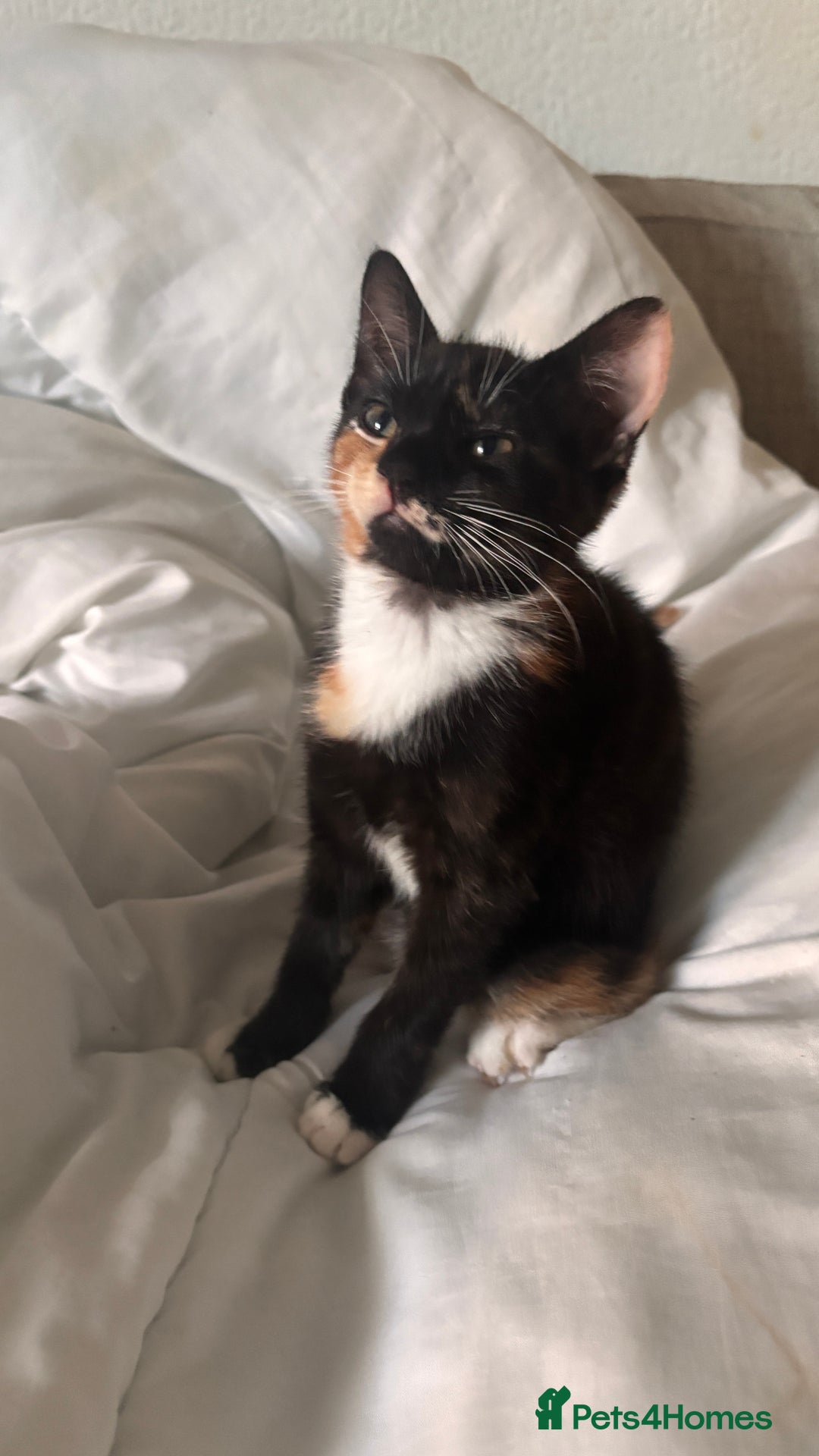 Mixed Breed cats for sale: Delightful mix-breed Siamese-black calico-kittens - Image 11