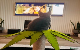 Russian Blue cats for sale: Gorgeous male kitten needs home asap - Image 4