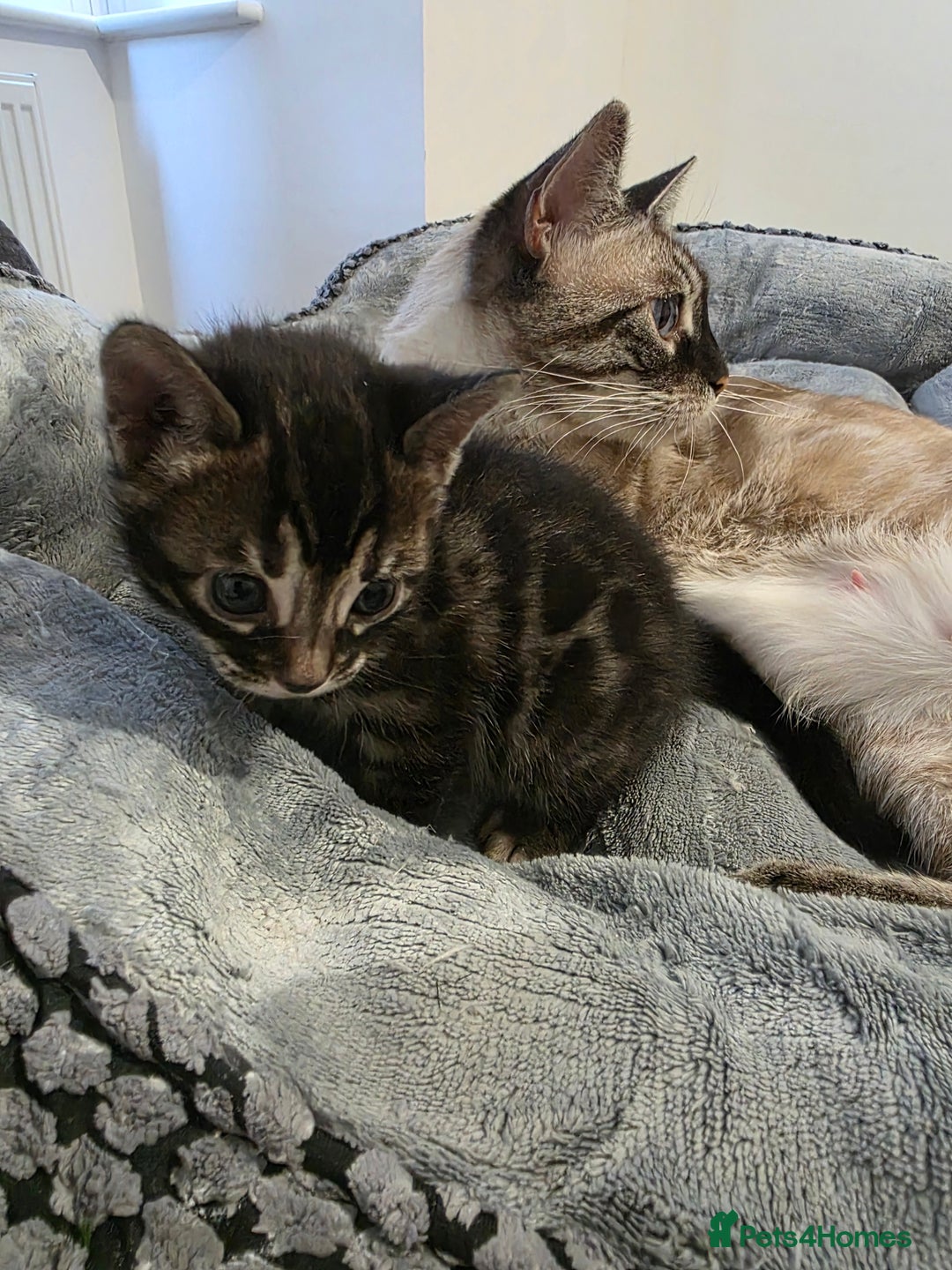 Bengal cats for sale: Double Charcoal DNA Tested Girl  - Advert 7