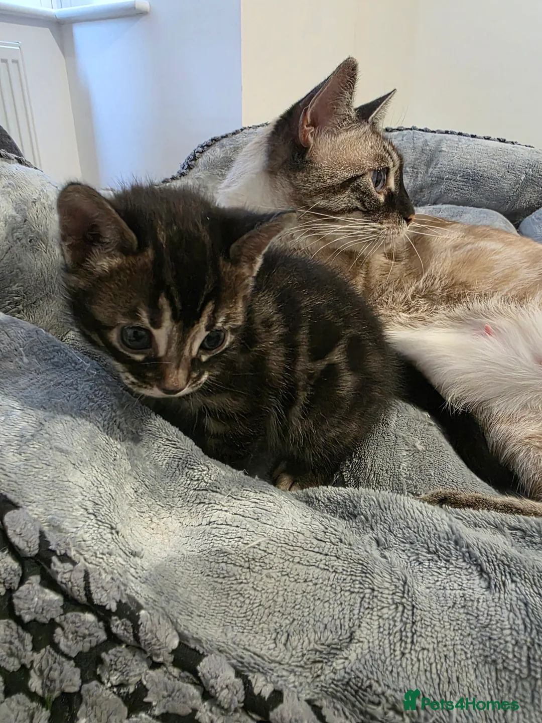 Bengal cats for sale: Double Charcoal DNA Tested Girl  - Advert 7