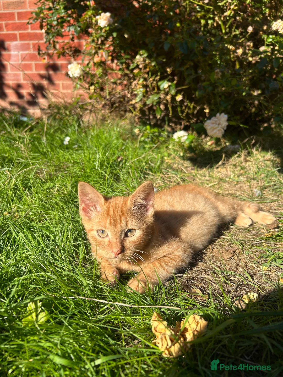 Mixed Breed cats for sale: 6 beautiful kittens for sale! - Advert 3