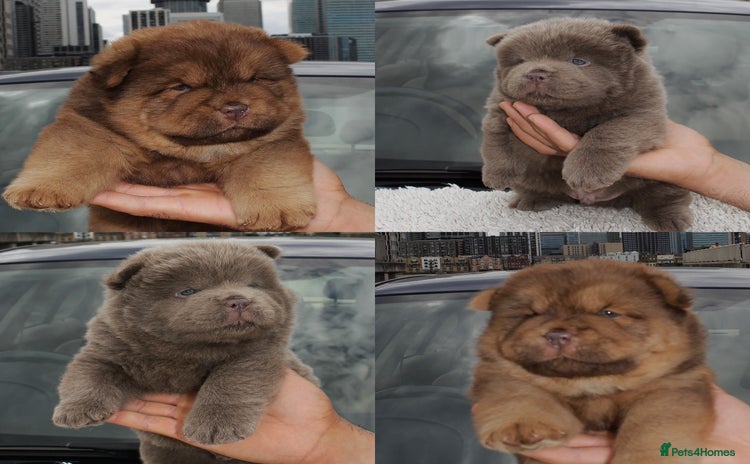 Chow Chow dogs - Advert 2