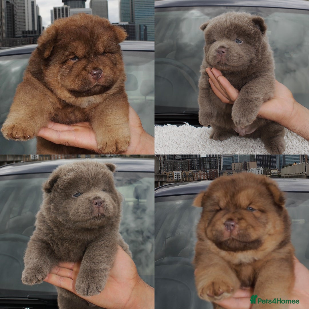 Chow Chow dogs for sale: KC Chocolate GIRL 💗chow chow available 🏆 - Image 7