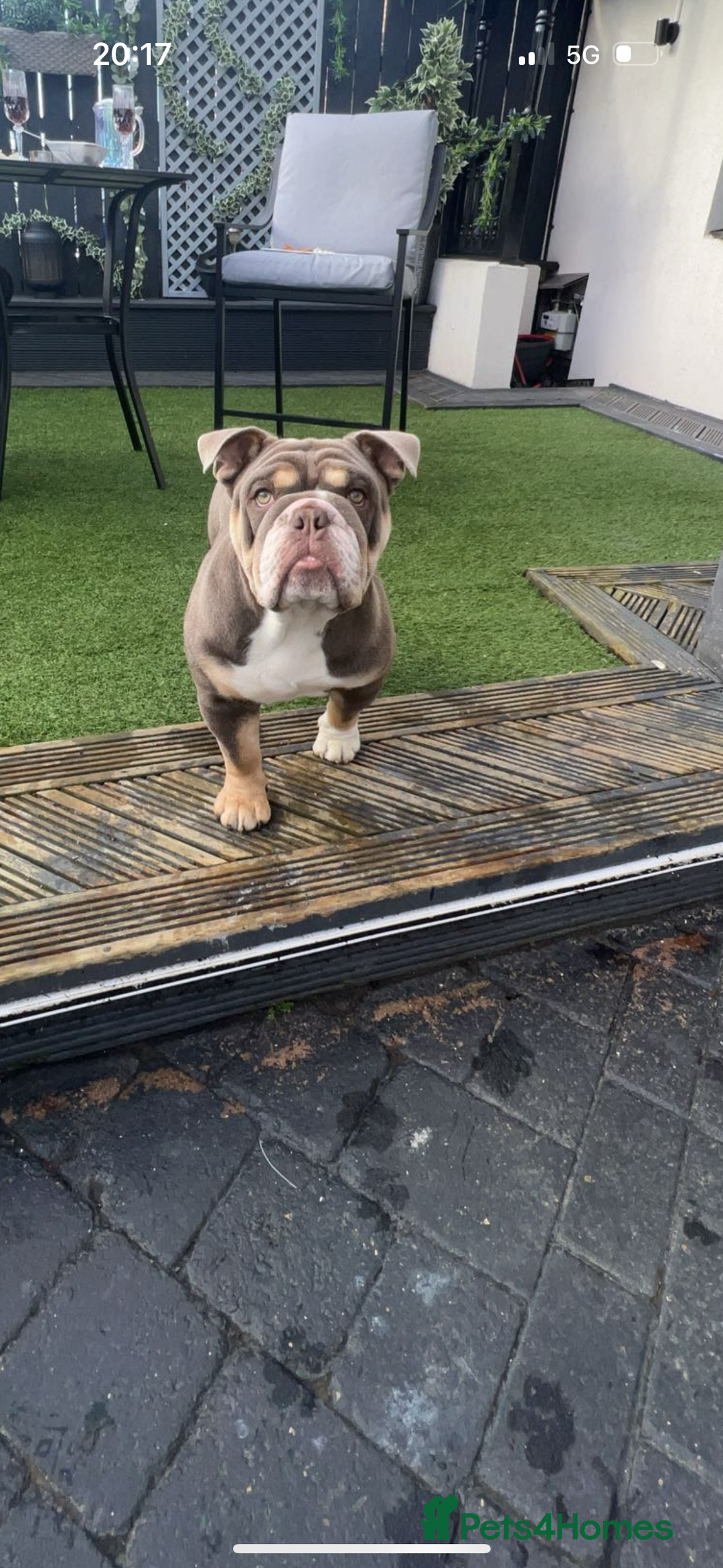 English Bulldog dogs for stud: 🔥FURY🔥 - Image 2