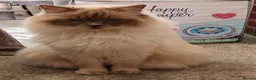 Ragdoll cats for sale: Beautiful Lilac Colourpoint Female  in Burton-on-Trent - Advert 15