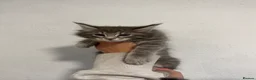 Maine Coon cats for sale: 4 beautiful and playful Maine Coon kittens - Advert 20