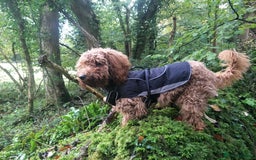 Cavapoo dogs for sale: Poppy,  beautiful  Red Cavapoo - Image 6