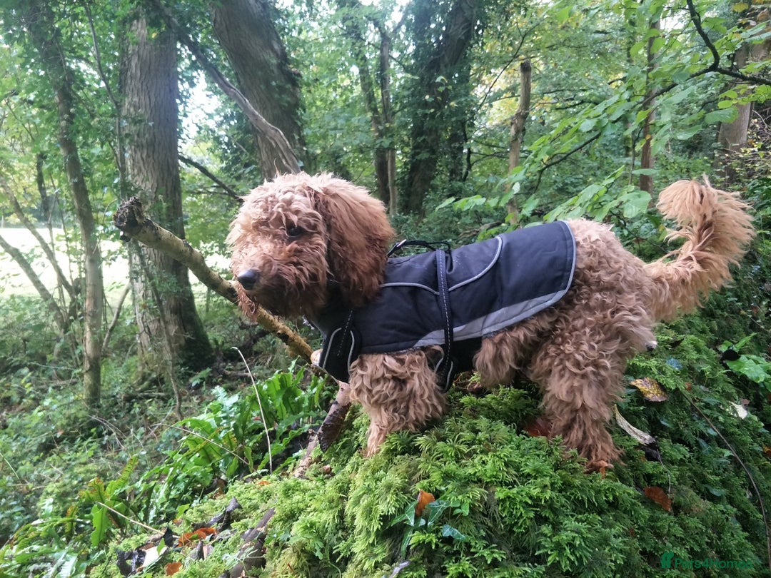 Cavapoo dogs for sale: Poppy,  beautiful  Red Cavapoo - Image 6