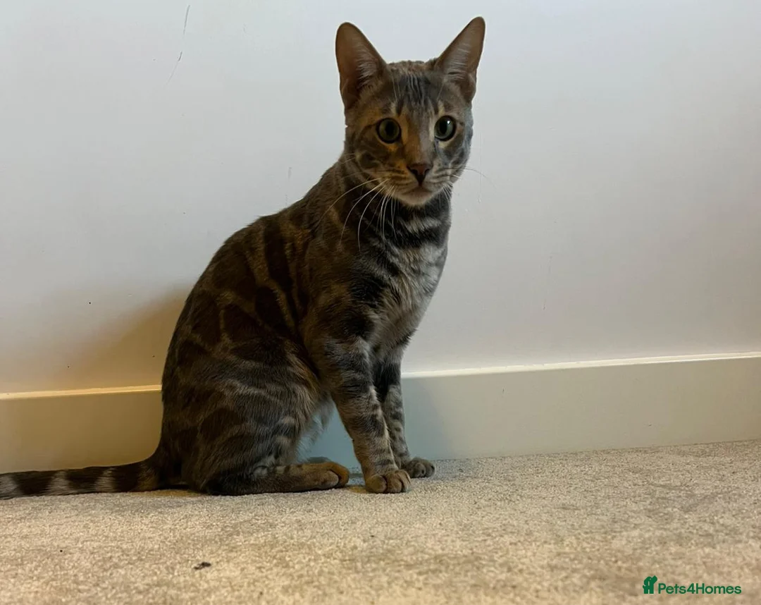 Bengal cats for sale: Blue rossetted boy bengal - Advert 2