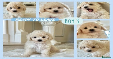 Poochon dogs - Advert 7
