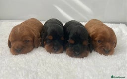 Cavalier King Charles Spaniel dogs for sale: KC, Health Tested Cavalier King Charles Spaniels  - Image 5