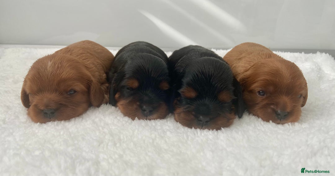 Cavalier King Charles Spaniel dogs for sale: KC, Health Tested Cavalier King Charles Spaniels  - Image 5