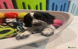 Cocker Spaniel dogs for sale: working cocker spaniel puppies for sale - Image 15