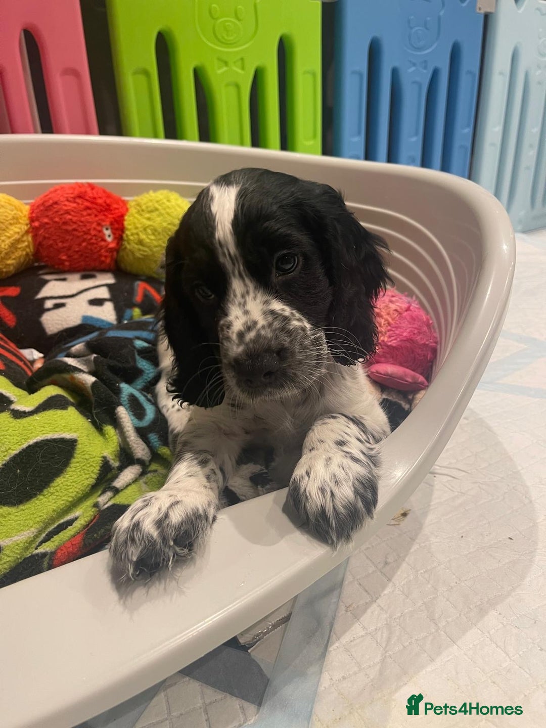Cocker Spaniel dogs for sale: working cocker spaniel puppies for sale - Image 15