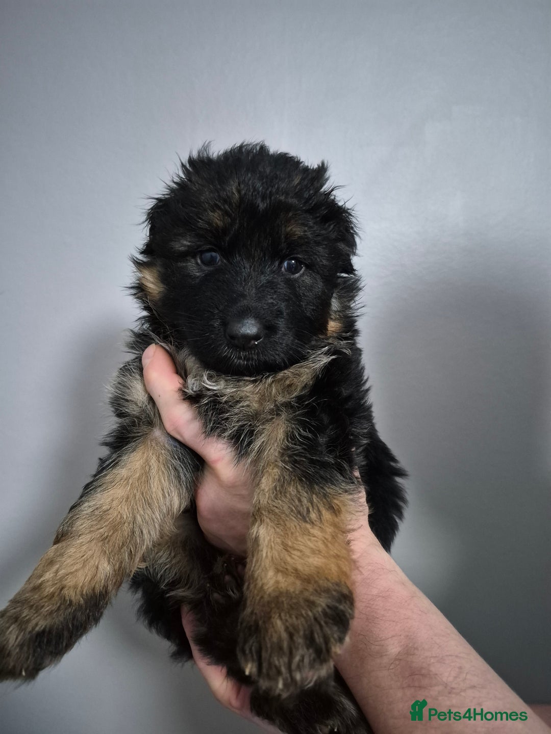 German Shepherd dogs for sale: German Shepherd  - Advert 7