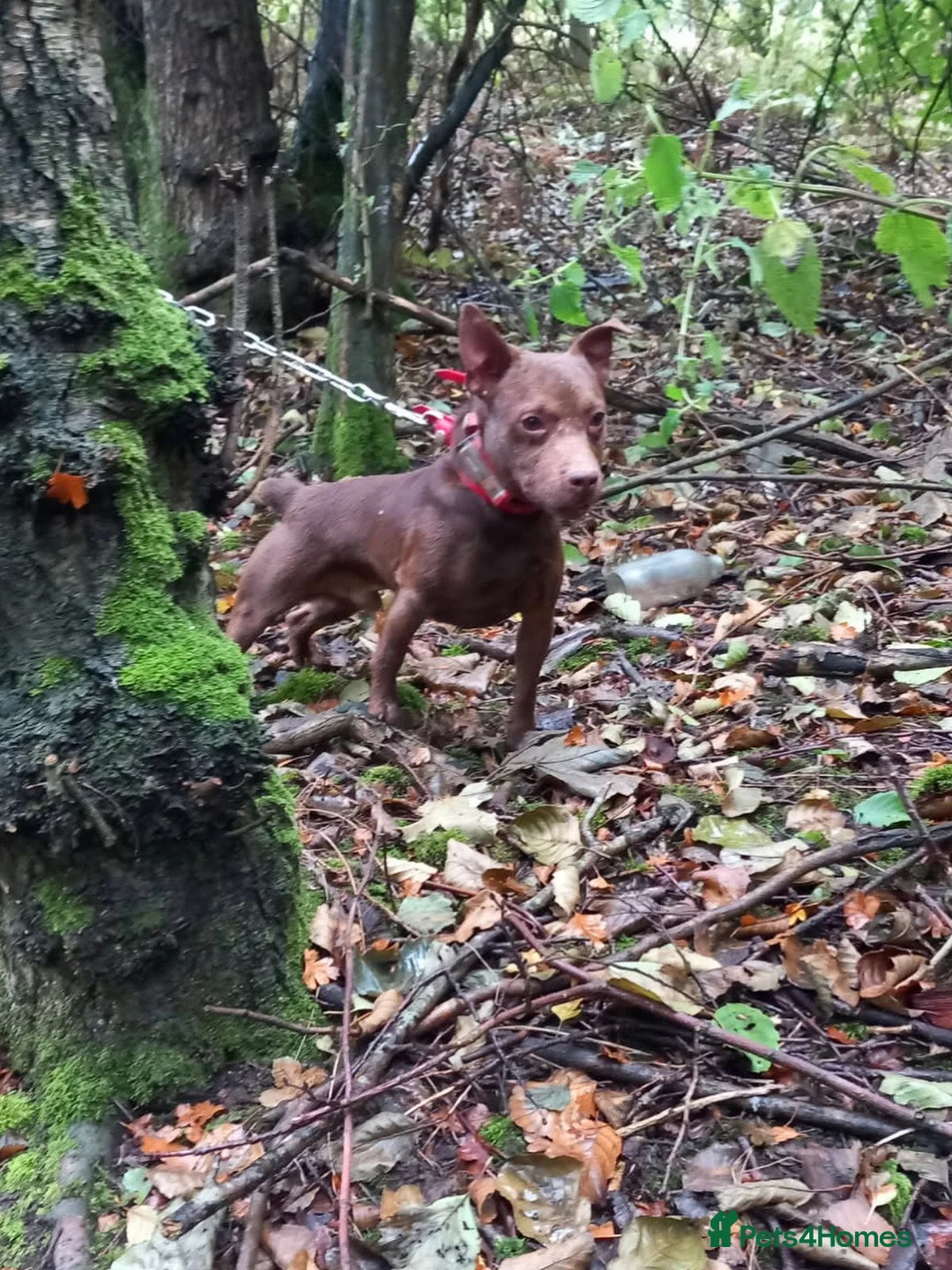 Patterdale Terrier dogs for sale: 2and half year old patterdale  in Chorley - Advert 2