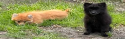 Pomeranian dogs for sale: Gorgeous Pomeranian puppies in London - Advert 2