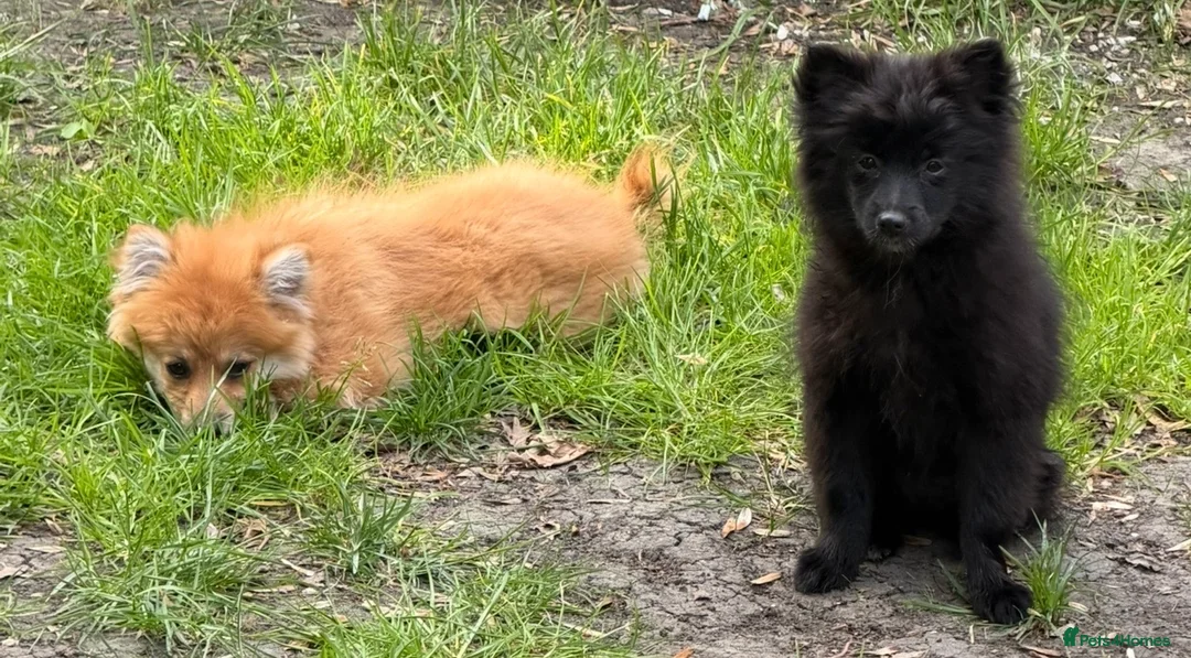 Pomeranian dogs for sale: Gorgeous Pomeranian puppies in London - Advert 2