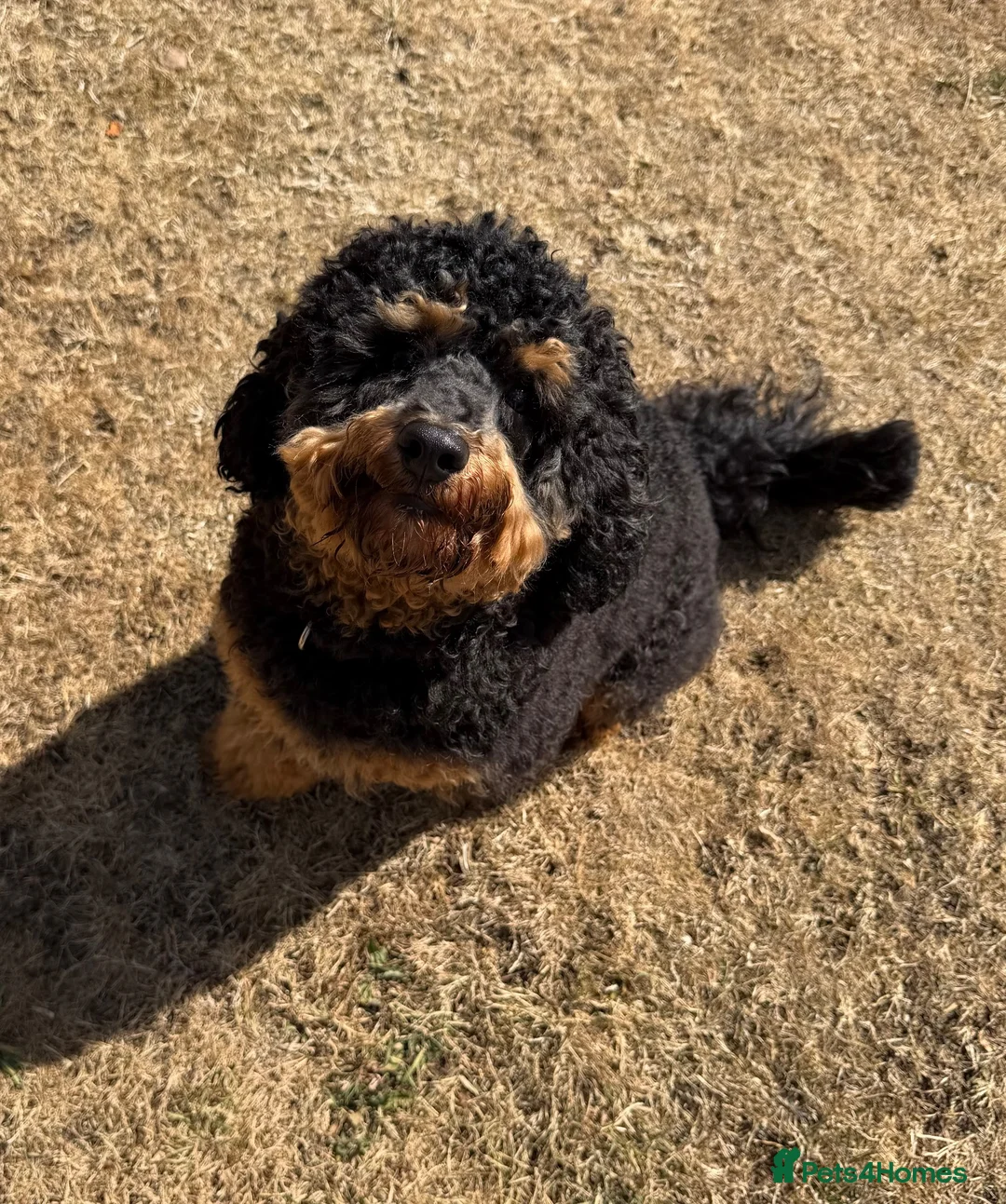 Miniature Poodle dogs for stud: Poodle stud available  in Plymouth - Advert 11