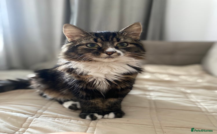 British Longhair cats - Advert 1
