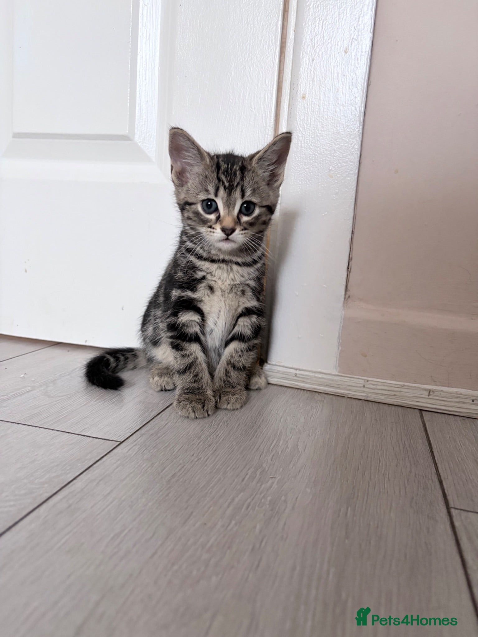 Mixed Breed cats Male tabby kitten  - Advert 2