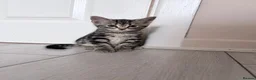 Mixed Breed cats for sale: Male tabby kitten  - Advert 1