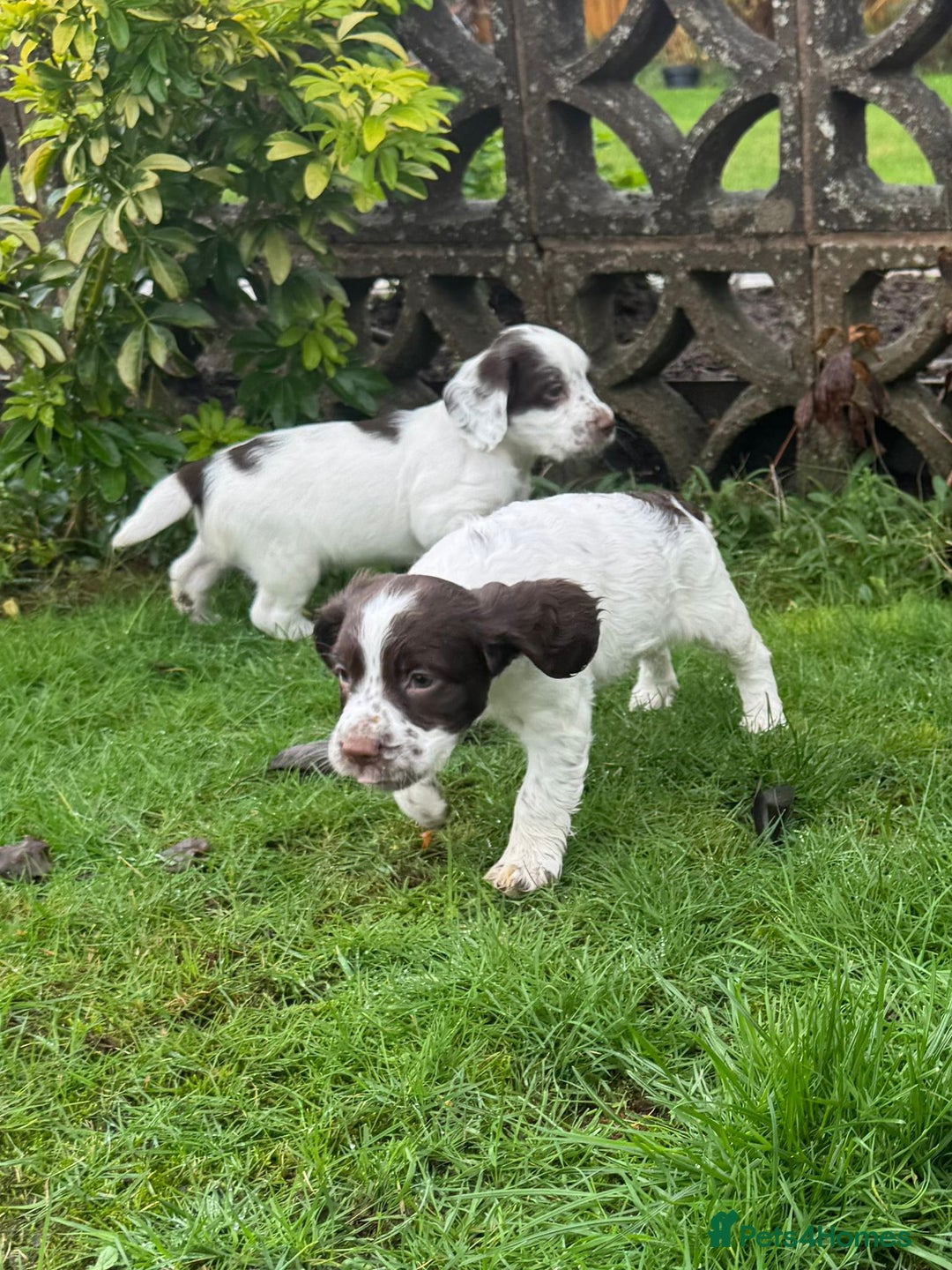 Mixed Breed dogs for sale: Working Sprocker Spaniel - Advert 1