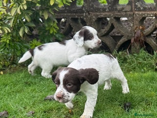 Mixed Breed dogs Working Sprocker Spaniel - Advert 4