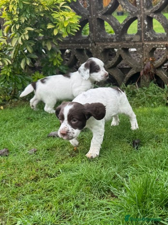 Mixed Breed dogs Working Sprocker Spaniel - Advert 13