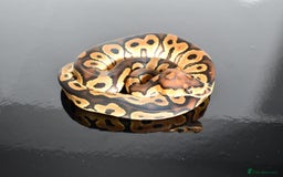 Python Snake reptiles for sale: Amazing baby ball pythons - Advert 22