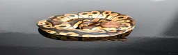 Python Snake reptiles for sale: Amazing baby ball pythons - Advert 22