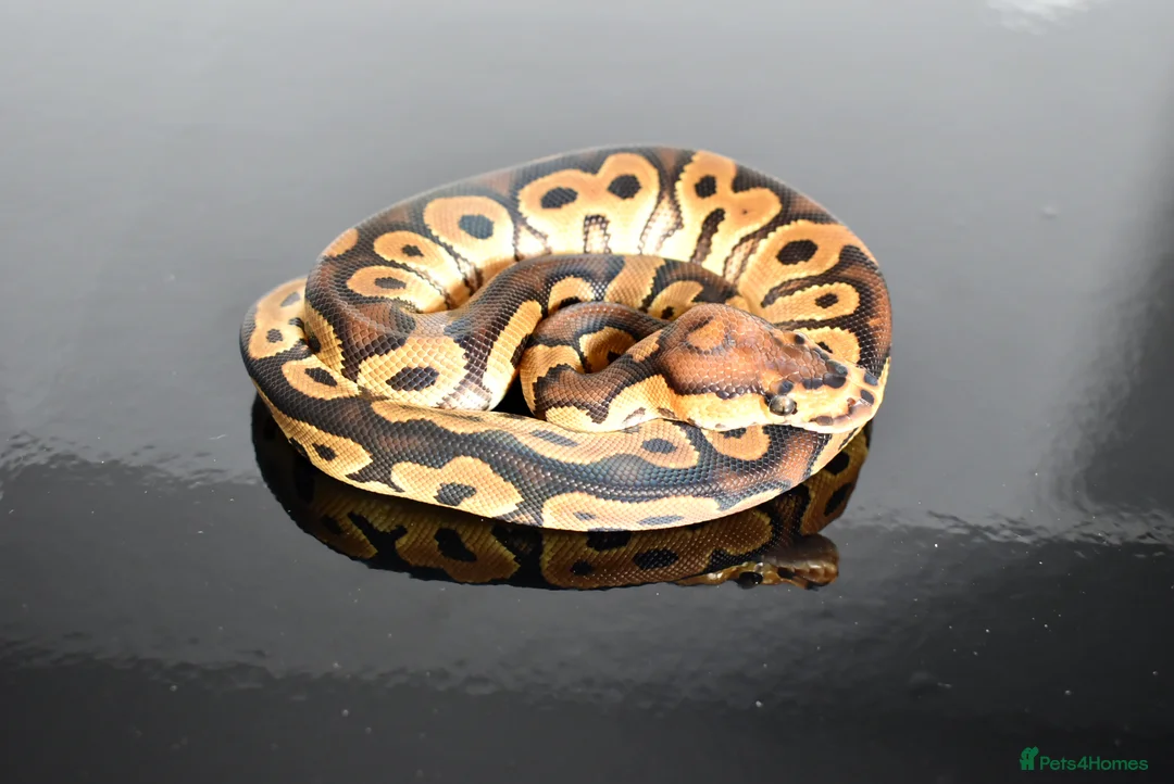 Python Snake reptiles for sale: Amazing baby ball pythons - Advert 22