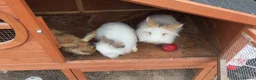 Mixed Breed rabbits for sale: 3 female rabbits free to a good home  - Advert 4