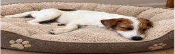 Parson Russell dogs for sale: BEAUTIFUL PARSON TERRIERS 2 FEMALES AVAILABLE - Advert 4
