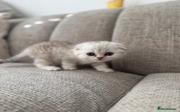 Scottish Fold cats for sale: Chunky Scottish fold boy  - Image 7