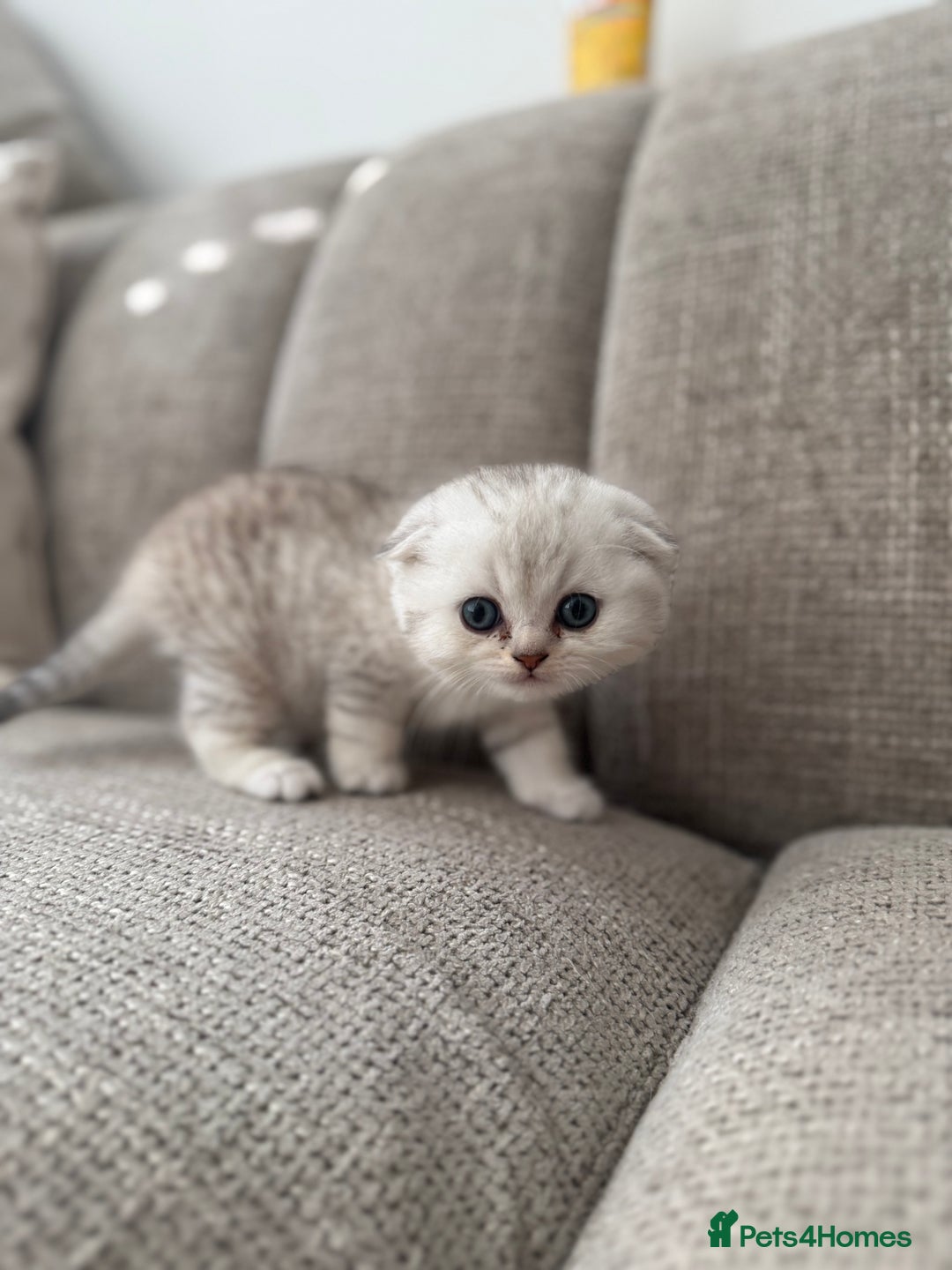 Scottish Fold cats for sale: Chunky Scottish fold boy  - Image 7