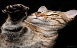 Bengal cats for sale: 🔥Retired Bengal Queen imported from france 🔥 - Image 15