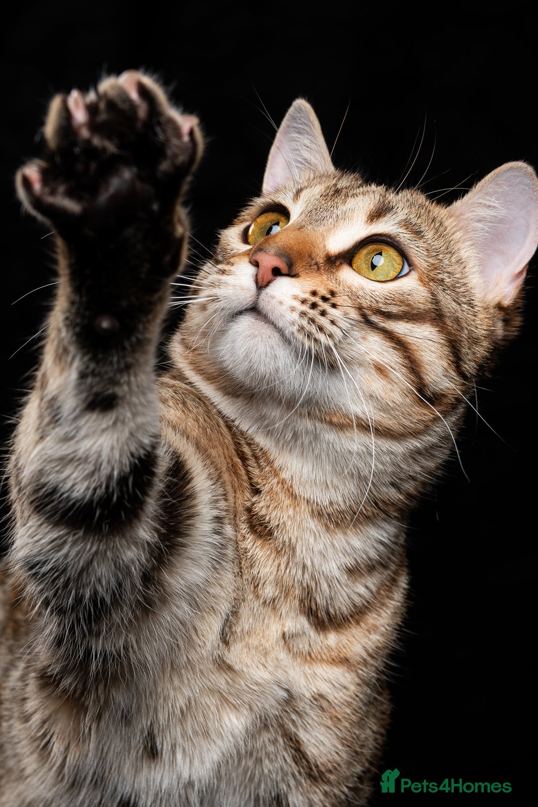 Bengal cats for sale: 🔥Retired Bengal Queen imported from france 🔥 - Image 15