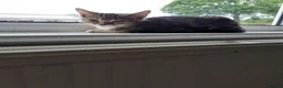 Mixed Breed cats for sale: Kitten - Advert 5