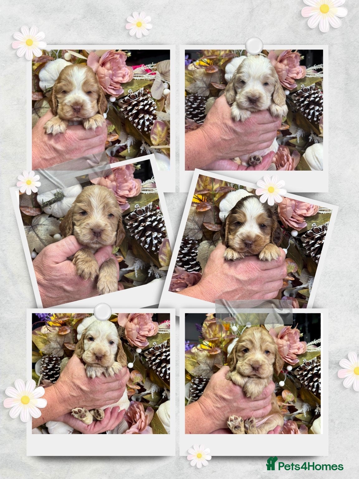 Cocker Spaniel dogs 6 show type kc reg cocker spaniels puppies - Advert 1