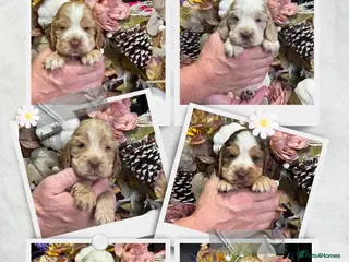 Cocker Spaniel dogs 6 show type kc reg cocker spaniels puppies - Advert 1
